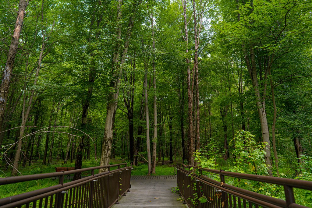 A wooden walkway leads through a lush green forest.