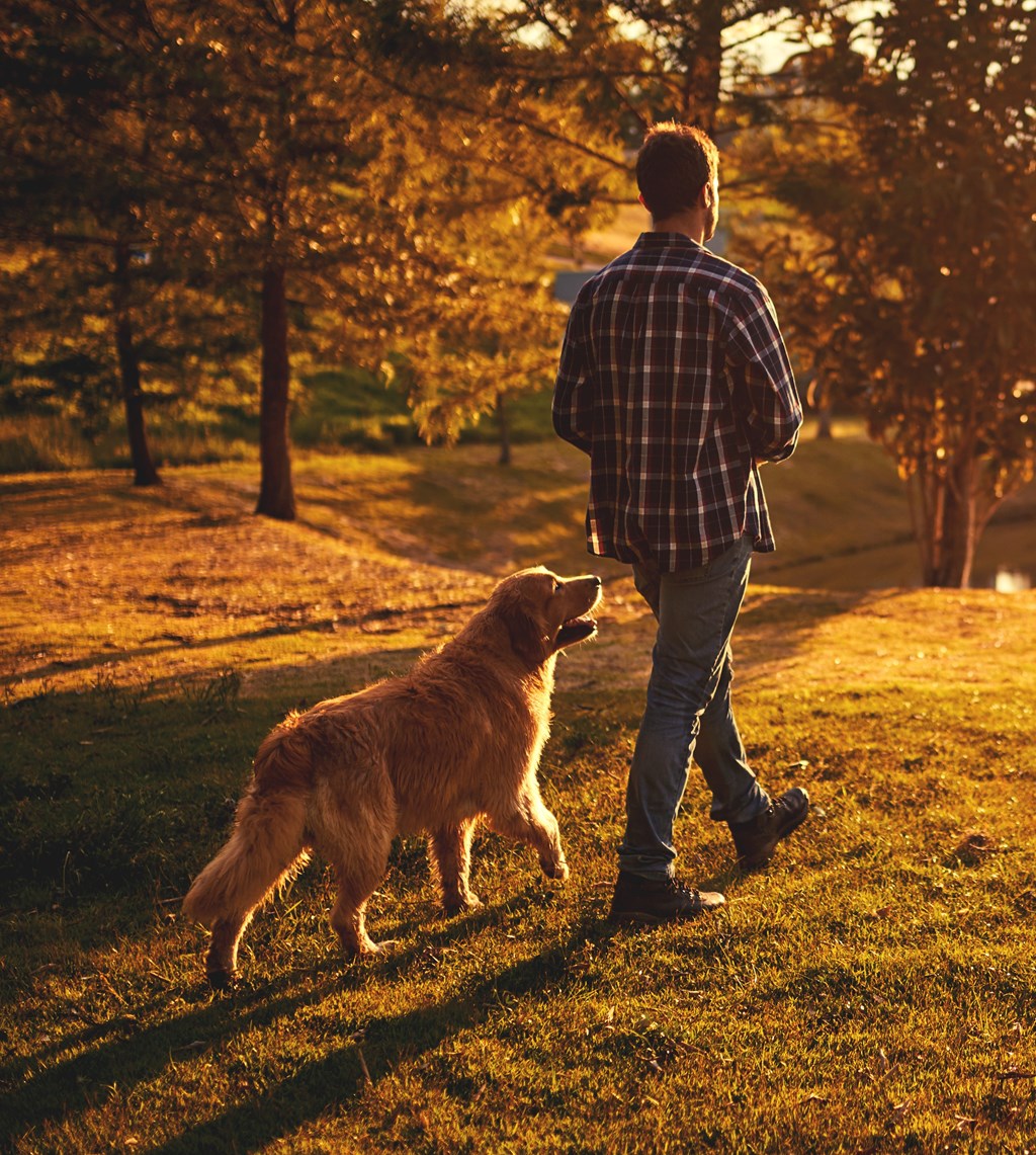 A man walking his dog in a park during sunset.