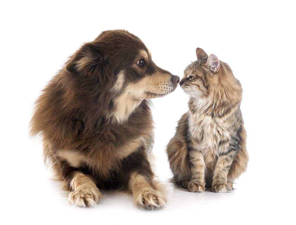 A dog and a cat are sitting next to each other at Boulder Creek Apartments, Nevada, 89433