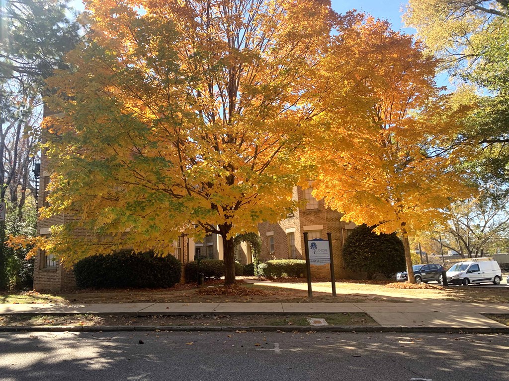 a tree with yellow leaves in front of a building