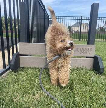 a small brown dog on a leash standing next to a bench at The BLVD at Wilson Crossings, Wyoming, MI 49418