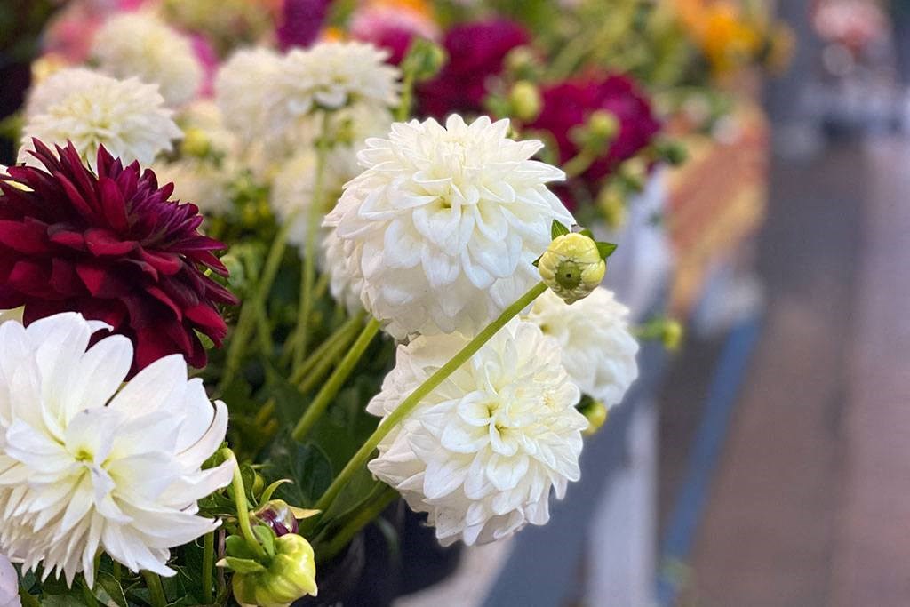 beautiful fall dahlias at Harbor Heights 55+ Community, Olympia