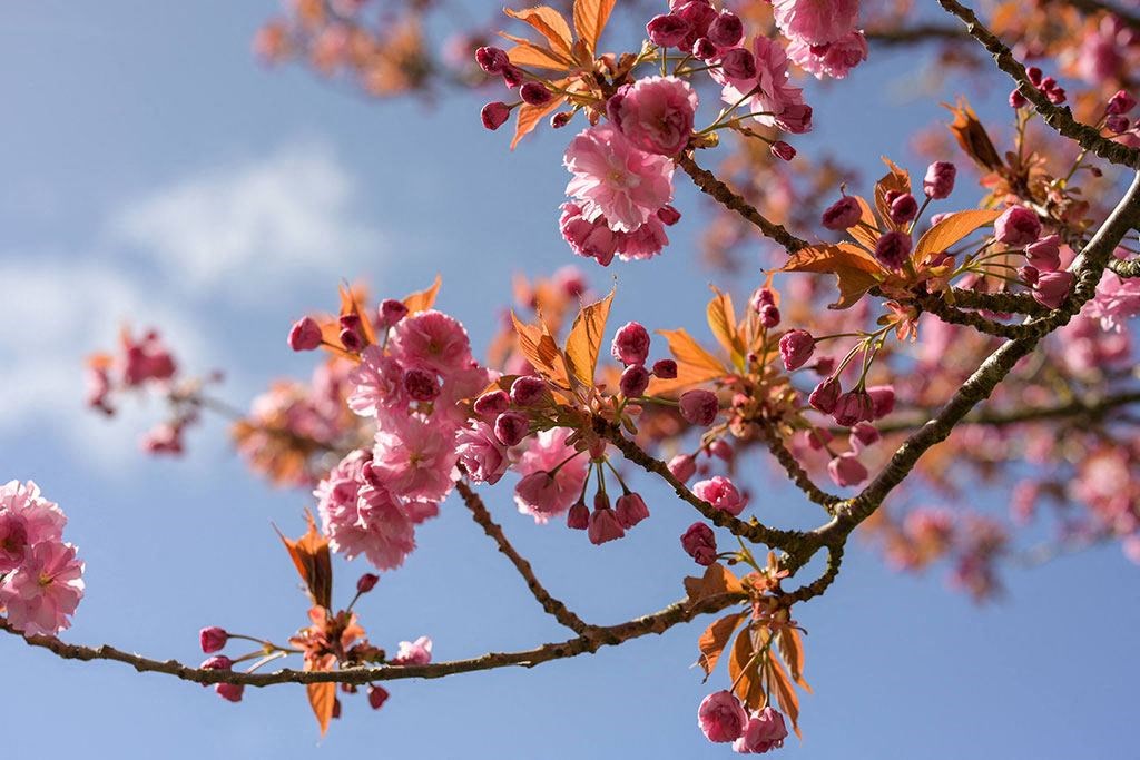 cherry blossomat Harbor Heights 55+ Community, Washington, 98501