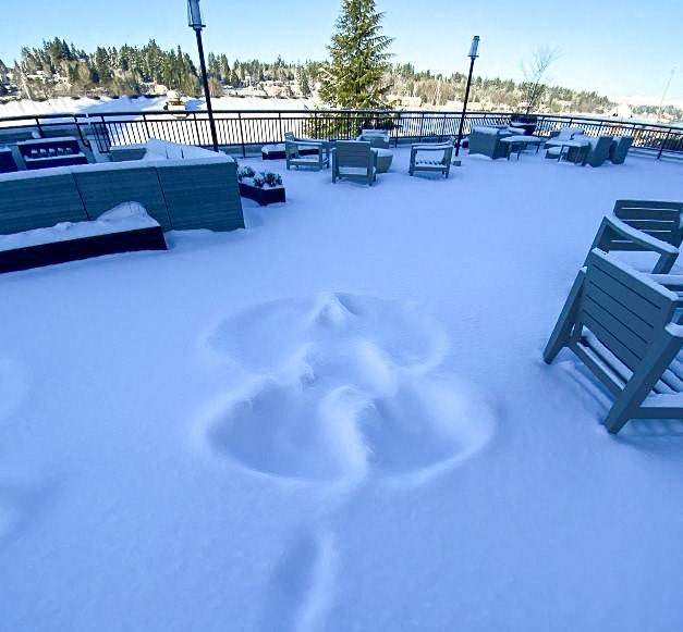 Snow Angel on Sky Terrace at Harbor Heights 55+ Community, Olympia, WA, 98501