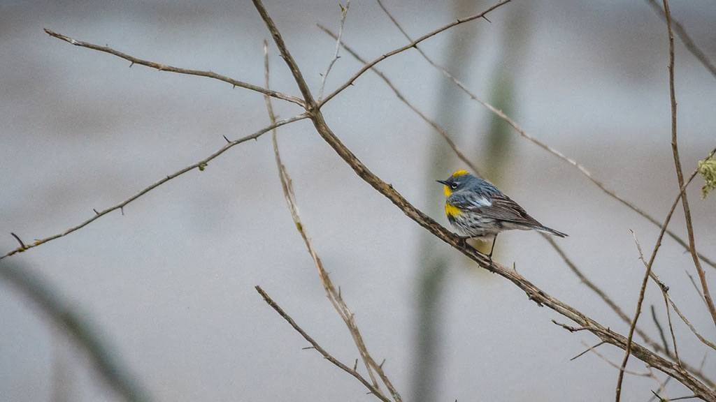 bird during birdwatching at Harbor Heights 55+ Community, Olympia, WA 98501