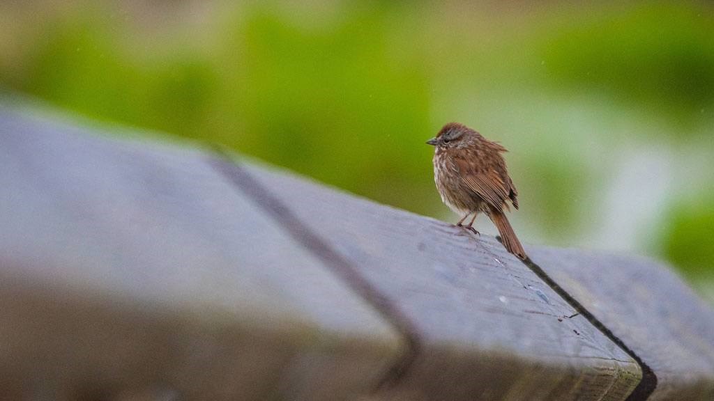 bird at Nisqually Reserve at Harbor Heights 55+ Community, Olympia, WA 98501