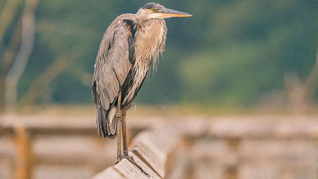 Heron at Nisqually reserve at Harbor Heights 55+ Community, Olympia, WA 98501
