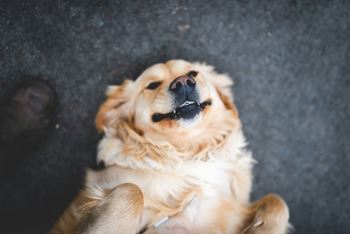 A golden retriever dog lying on its back with its paws up in the air.