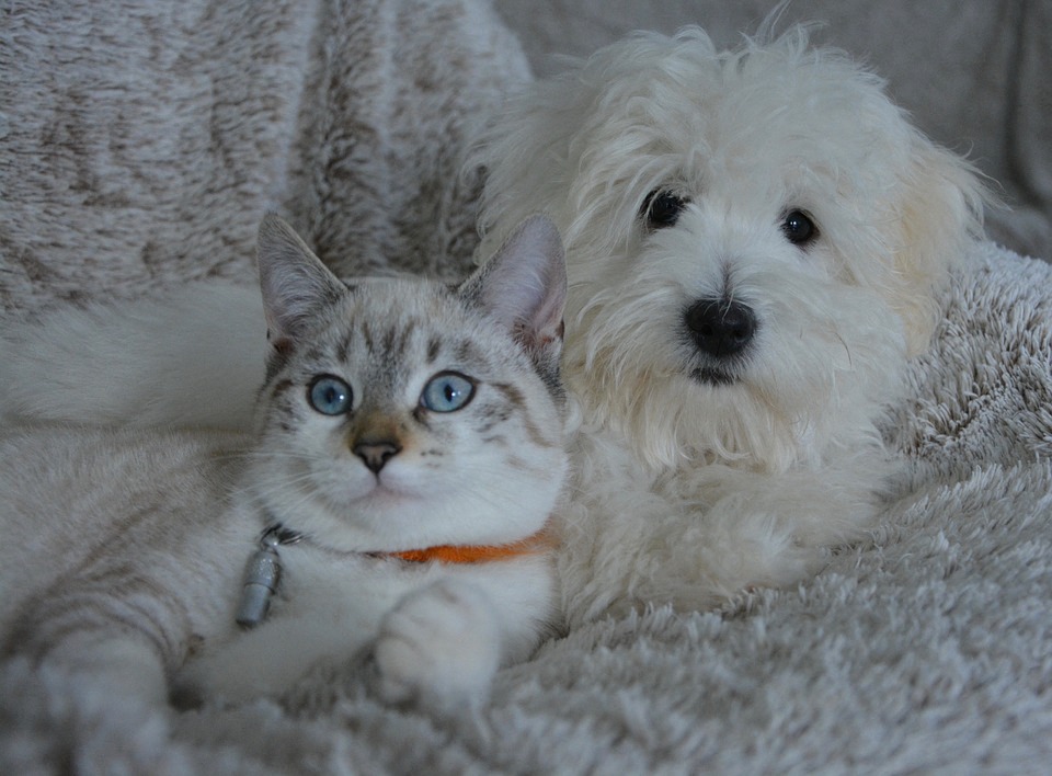 a cat and a dog laying on a blanket