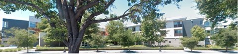 A tree in the foreground with a modern building in the background.