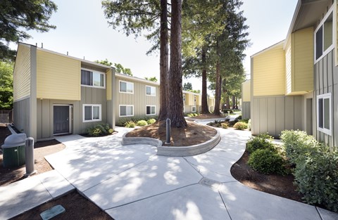 A tree in a courtyard surrounded by buildings.