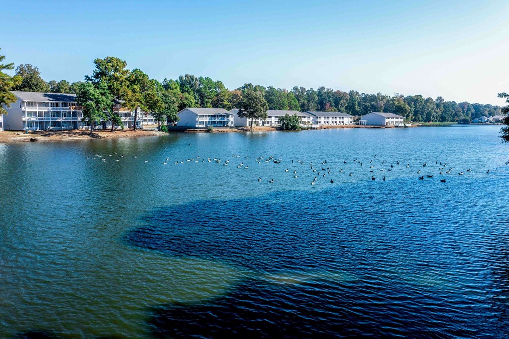 a large body of water with ducks swimming in it