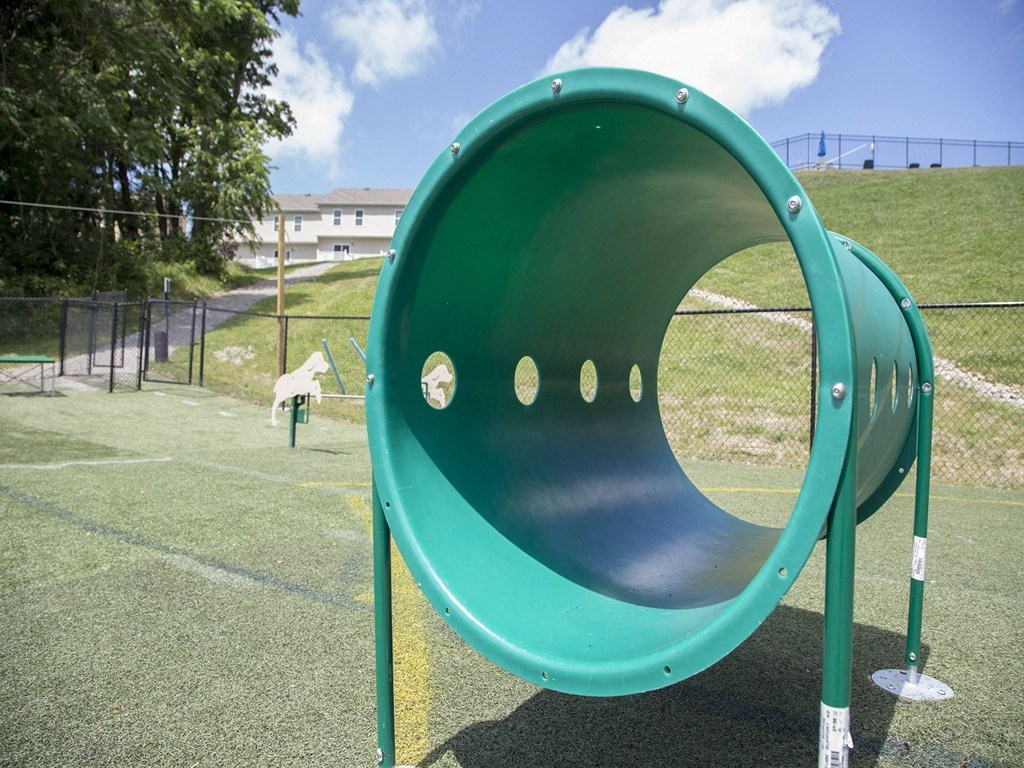 a green playground slide with a dog in the background