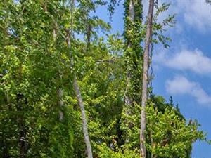 lake forest apartments daytona pool - Photo Gallery 2