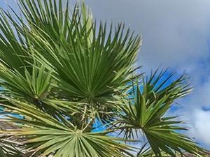 pendelton park apartments orlando walkway - Photo Gallery 6