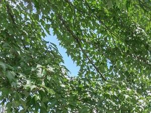 the westcott apartments walkway - Photo Gallery 4