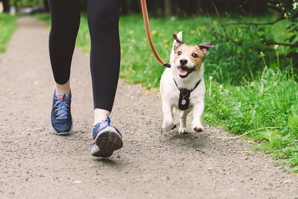 a person walking a small dog on a leash on a path