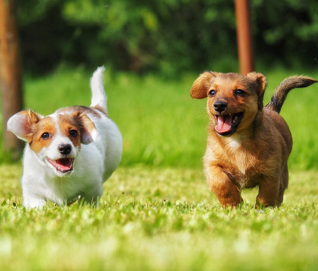 two dogs running in the grass
