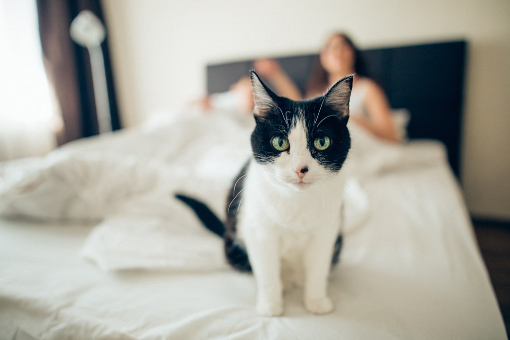a black and white cat sitting on a bed with a person laying in the background