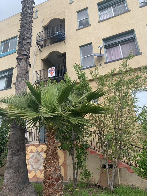 A palm tree in front of a building with balconies.