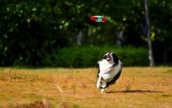 A dog is running after a frisbee in a field.