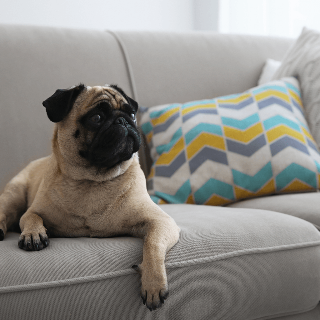 Because home wouldn’t be the same without them—pet-friendly living awaits.