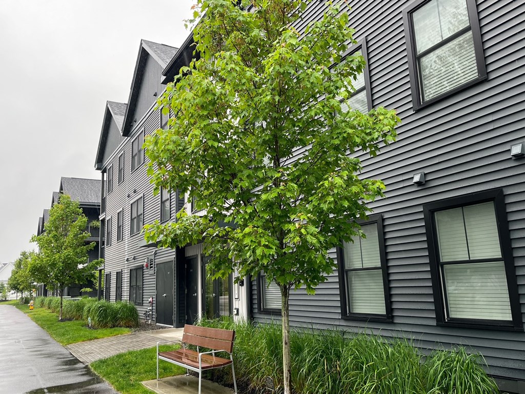 A tree in front of a grey building with a bench to the side.