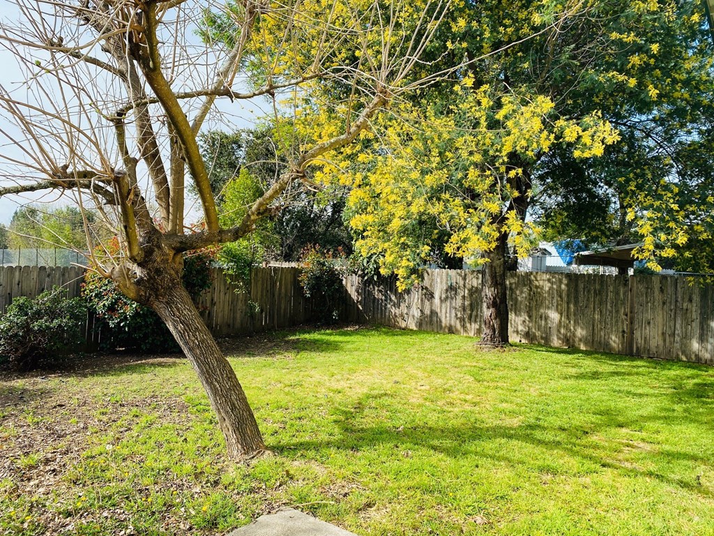 a backyard with a tree and a fence