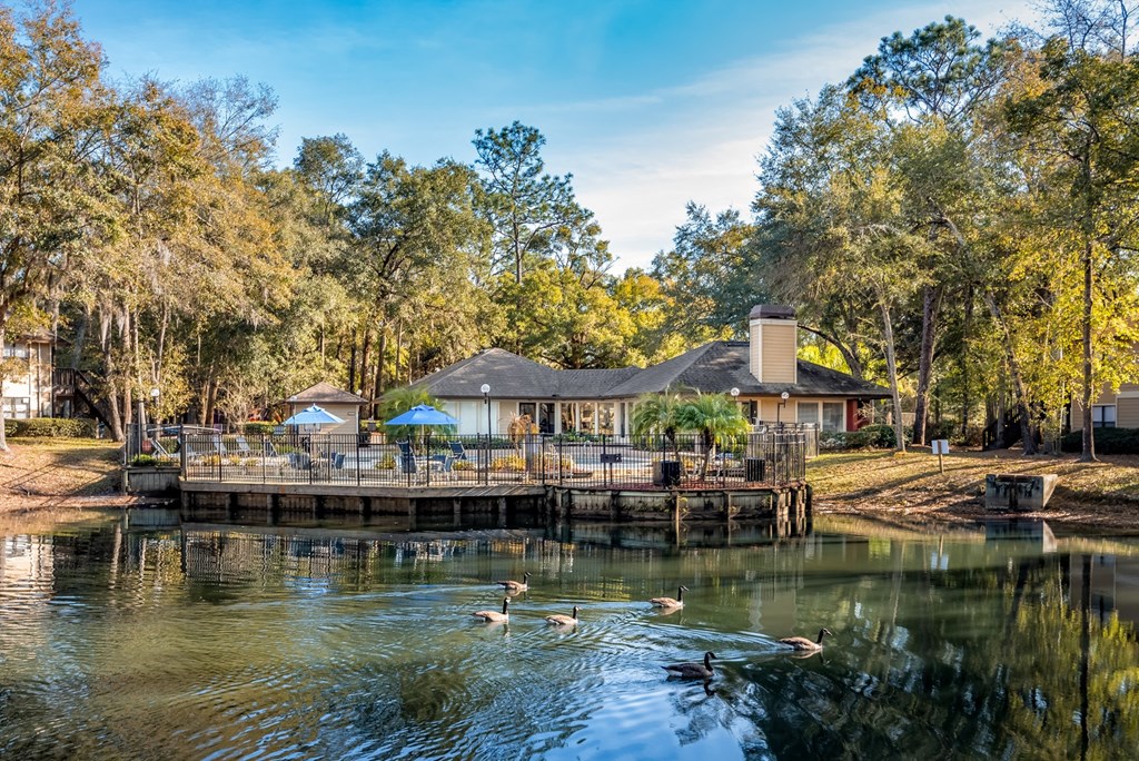 Ducks at  Northlake Apartments, Jacksonville FL