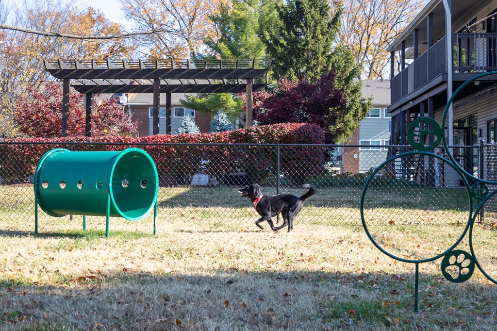 a dog running through a fenced dog park