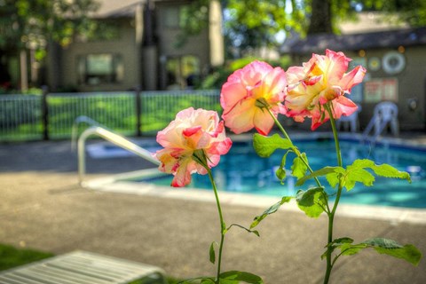 a group of pink and yellow flowers next to a swimming pool
