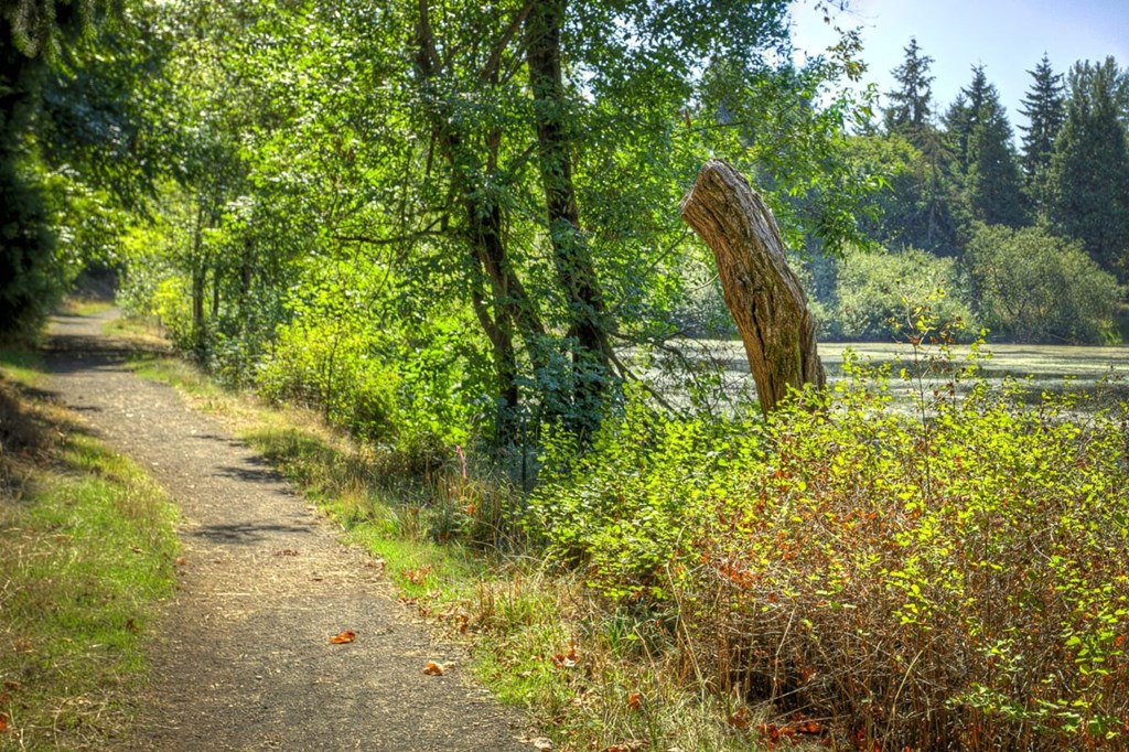 a dirt path next to a lake and trees