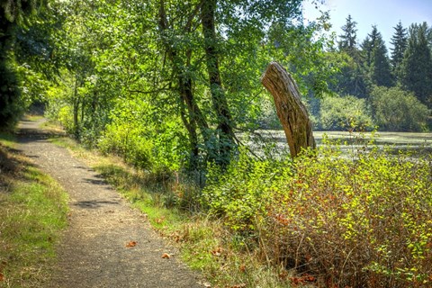 a dirt path next to a lake and trees