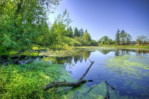 a small body of water with a tree branch in the water