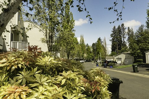 Mature Landscaping