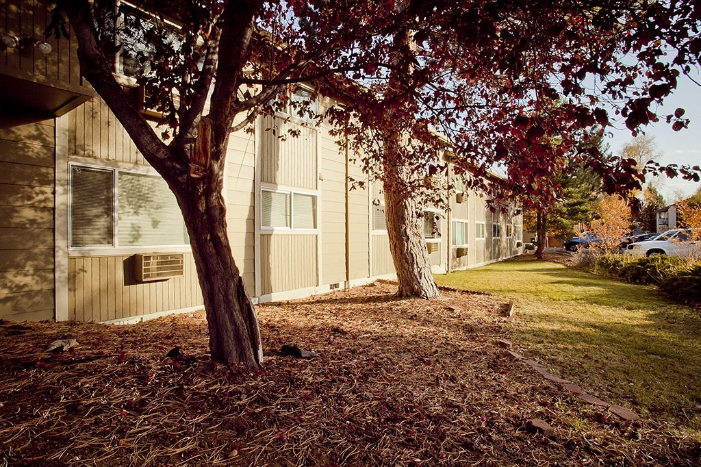 a group of trees in front of a building