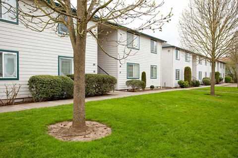 A tree in front of a building with a white background.