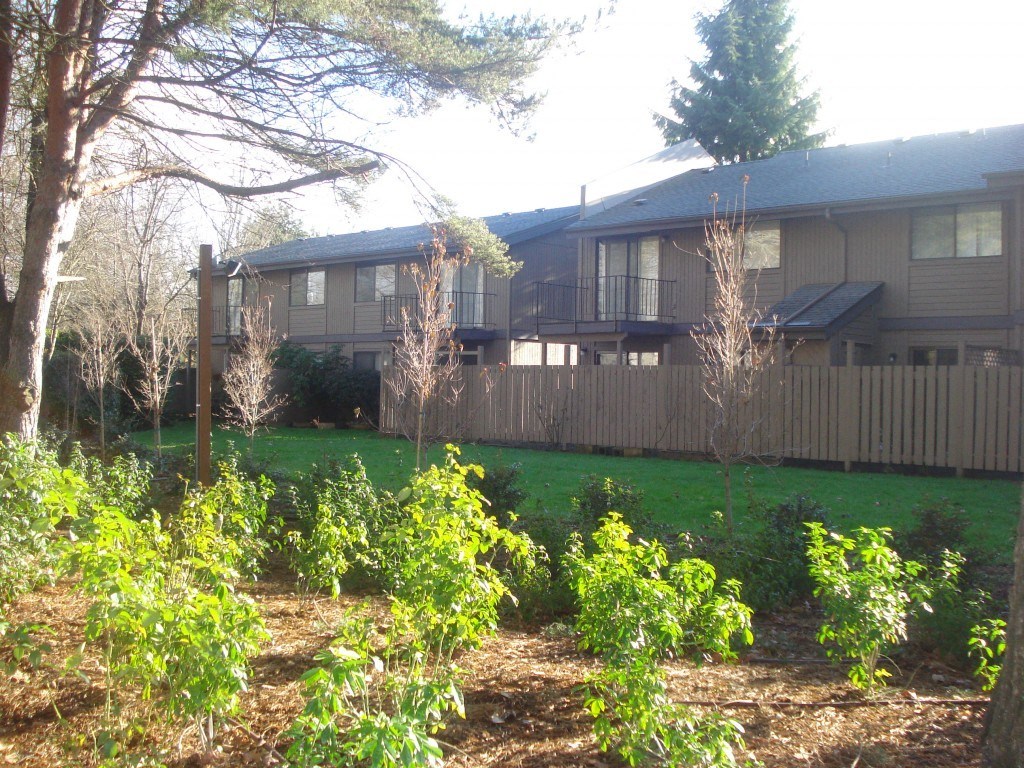 the back yard of our house