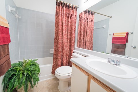 a bathroom with a shower toilet and sink and a plant
