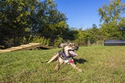 a dog running in the grass