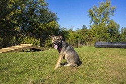 a dog sitting in the grass with its tongue out