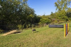a cow is standing in the grass in a field