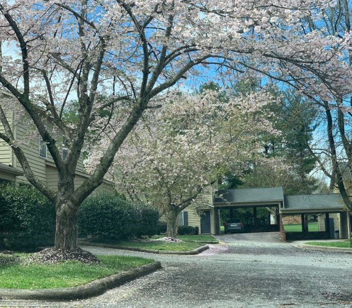 a building with a tree in front of it