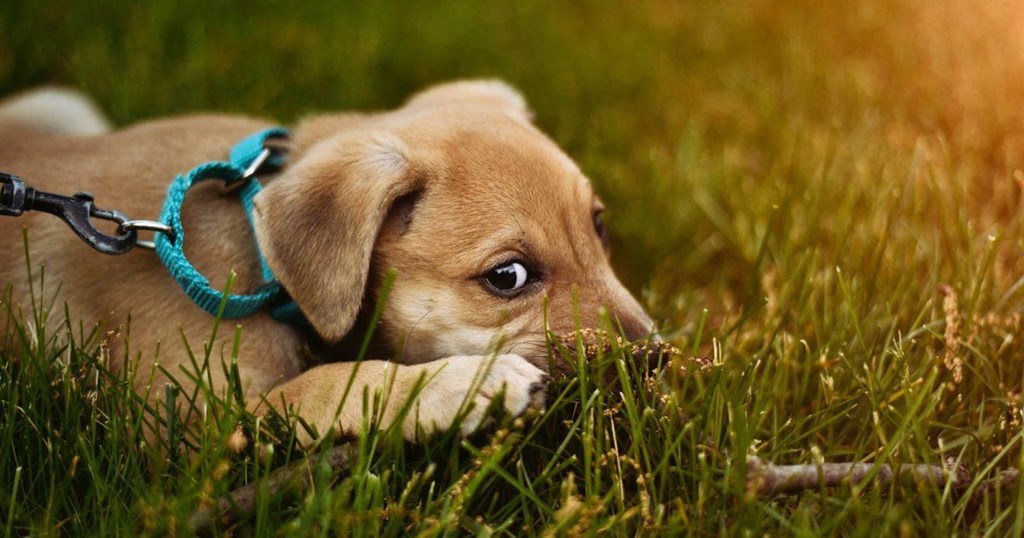 a puppy laying in the grass
