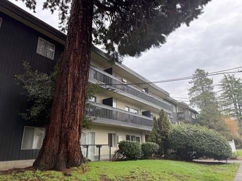 A large tree stands in front of a black building with white balconies.