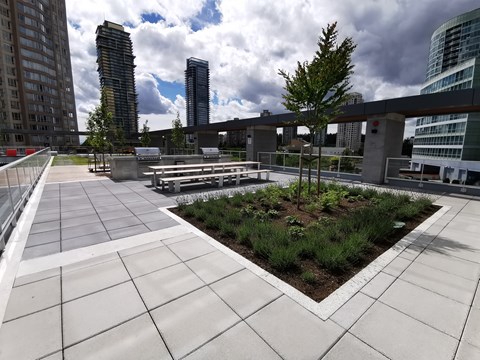 A rooftop garden with a variety of plants and trees.