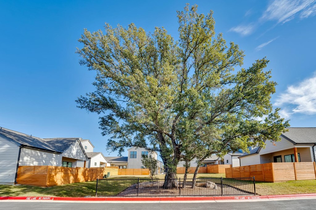 A tree with green leaves stands in front of a row of houses.