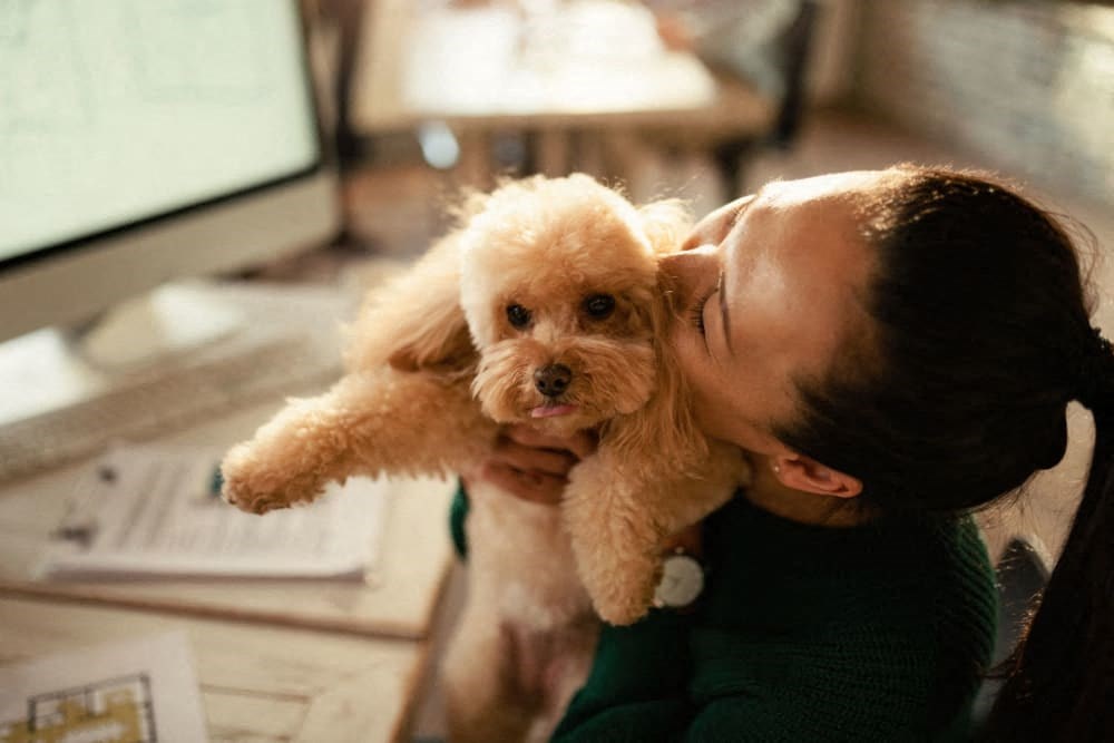 a woman holding a small white dog in her mouth