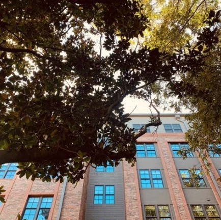 a tree in front of a building