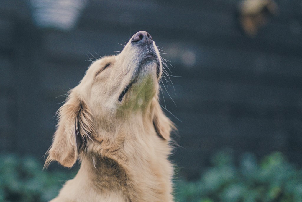 a golden retriever looking up at the sky with its mouth open